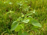 蕾があるから大丈夫?